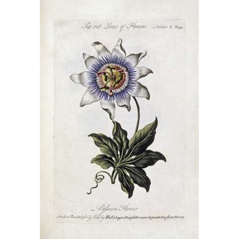 Passion Flower Poster Print by Thomas Parkinson-VARPDX266985 Image 2