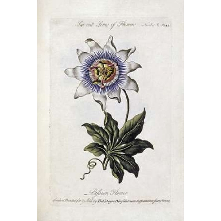 Passion Flower Poster Print by Thomas Parkinson-VARPDX266985 Image 2