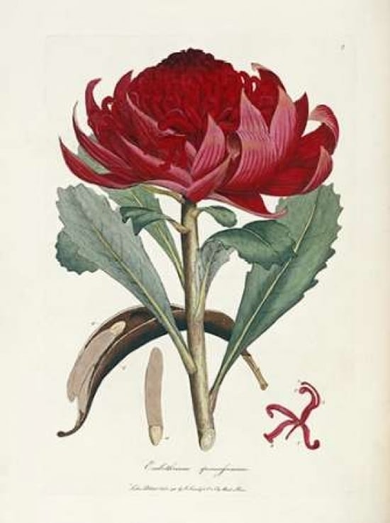 A Specimen of The Botany of Holland Poster Print by James Edward Smith-VARPDX267316 Image 1