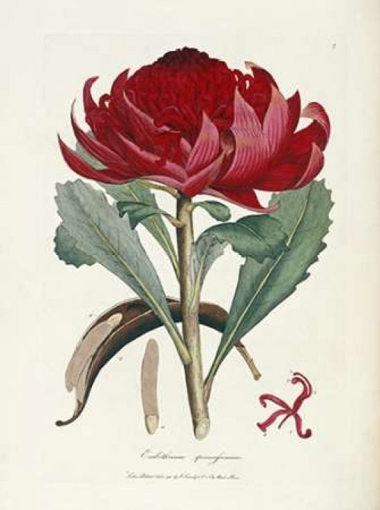 A Specimen of The Botany of Holland Poster Print by James Edward Smith-VARPDX267316 Image 2