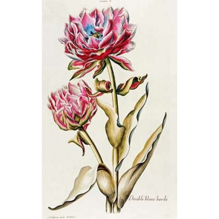 A Double White Edged Tulip Poster Print by Christoph Jacob Trew-VARPDX267421 Image 1