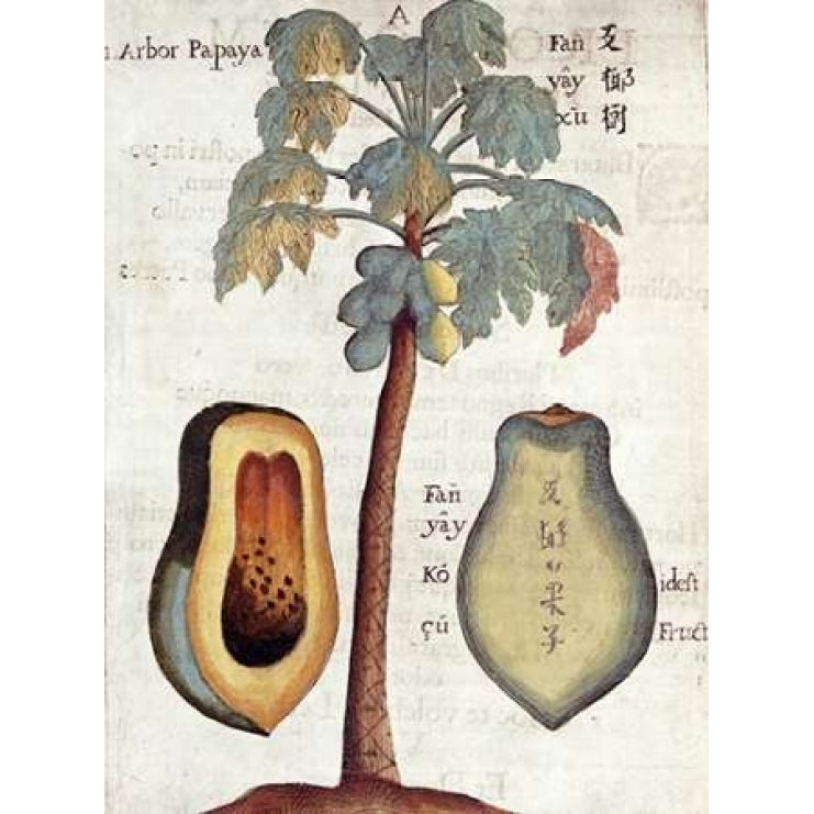 Papaya Tree Poster Print by Michael Boym-VARPDX267767 Image 1