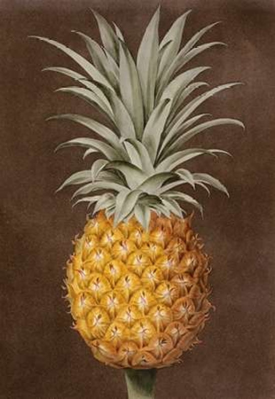 Pineapple Poster Print by George Brookshaw-VARPDX267786 Image 1