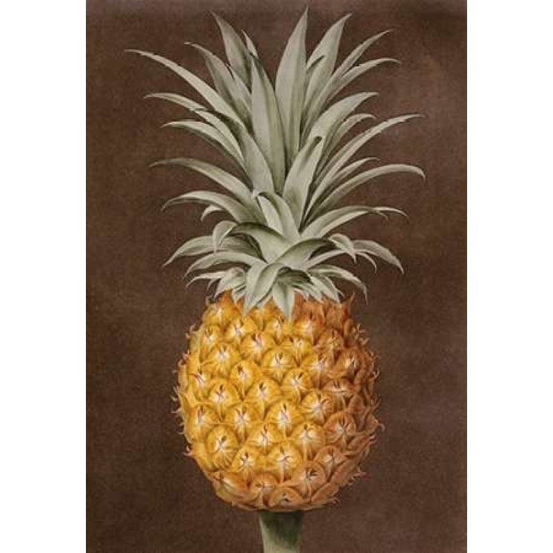 Pineapple Poster Print by George Brookshaw-VARPDX267786 Image 2