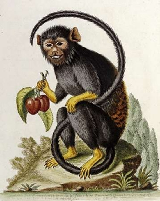 A Little Black Monkey Poster Print by George Edwards-VARPDX267954 Image 1