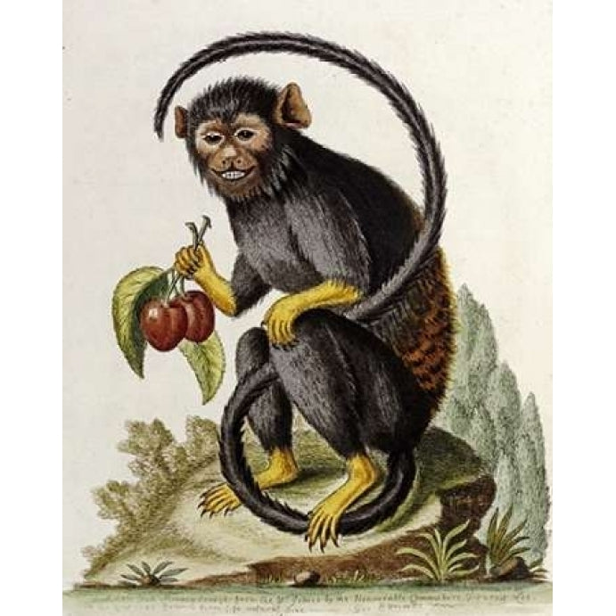 A Little Black Monkey Poster Print by George Edwards-VARPDX267954 Image 2