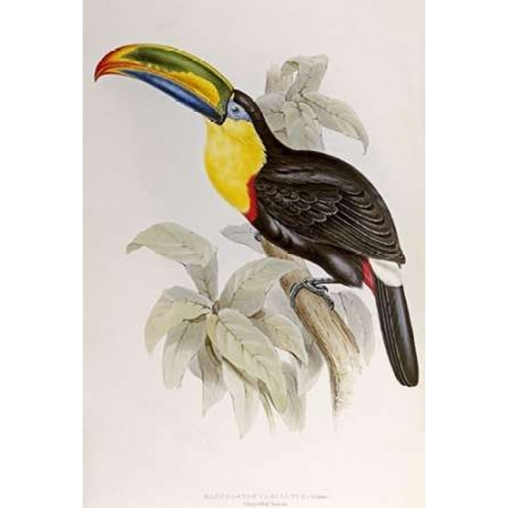 Family of Toucans Poster Print by John Glover-VARPDX268030 Image 1