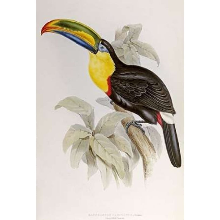 Family of Toucans Poster Print by John Glover-VARPDX268030 Image 1