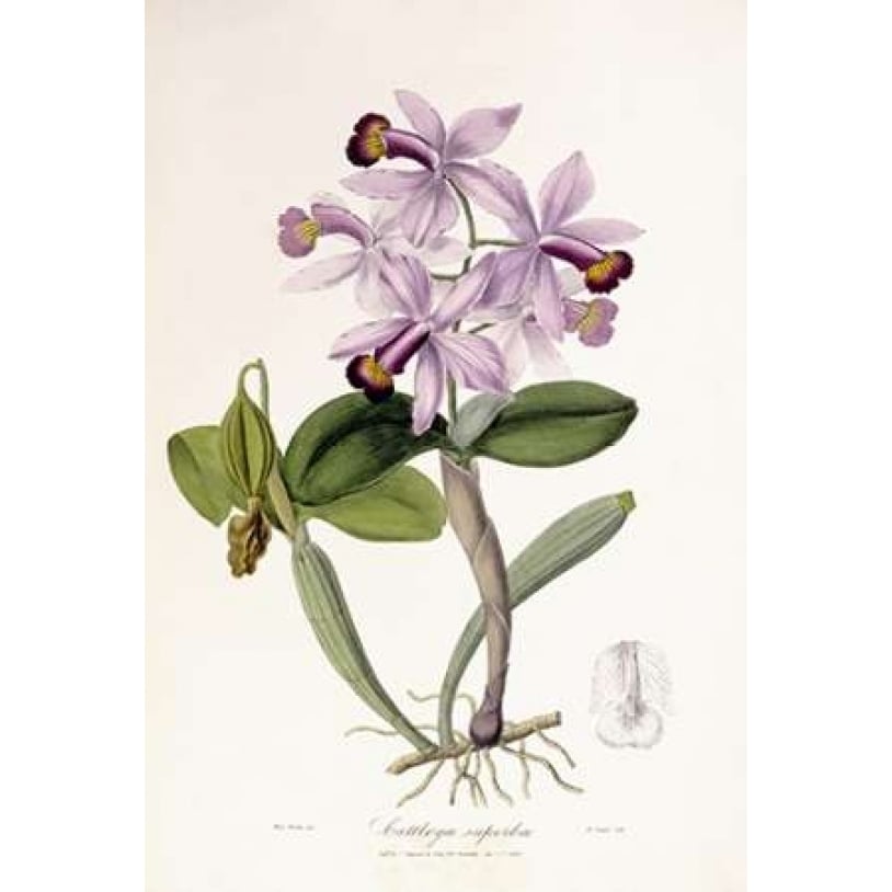 Cattleya Superba Orchid Poster Print by John Lindley-VARPDX268249 Image 1