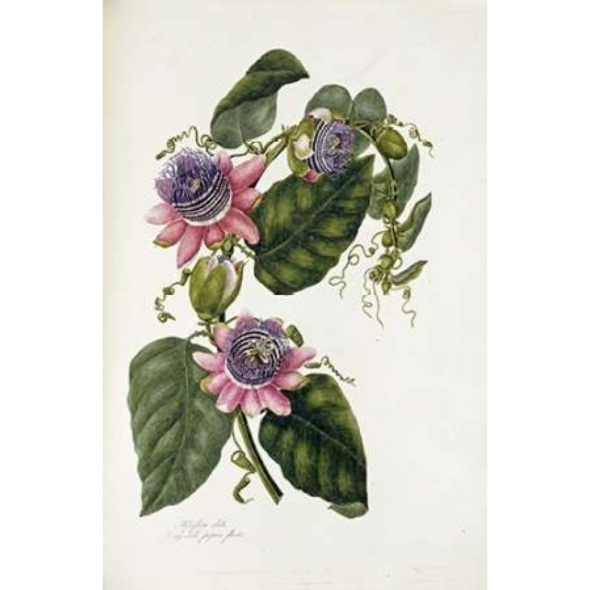 Passion Flowers Poster Print by Mary Lawrence-VARPDX268231 Image 2