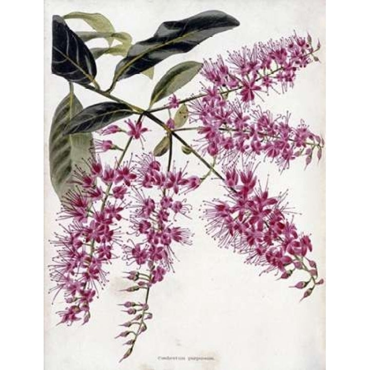 Combretum Purpureum Poster Print by Conrad Loddiges-VARPDX268252 Image 1