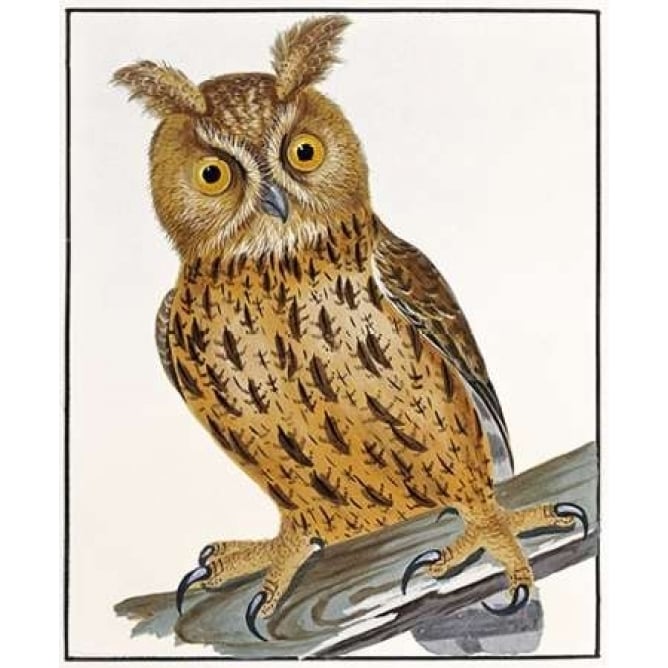 Owl Poster Print by William Lewin-VARPDX268247 Image 1