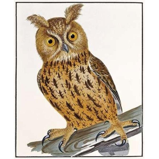 Owl Poster Print by William Lewin-VARPDX268247 Image 1