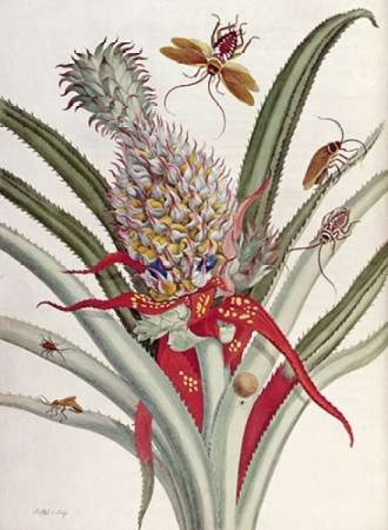 Pineapple - Ananas With Surinam Insects Poster Print by J. Mulder-VARPDX268331 Image 1