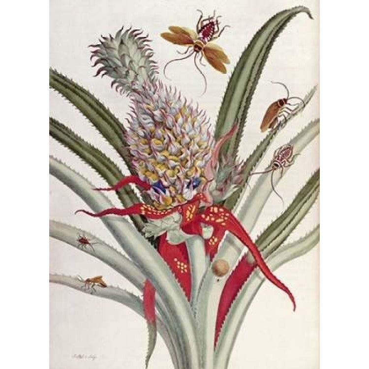 Pineapple - Ananas With Surinam Insects Poster Print by J. Mulder-VARPDX268331 Image 2