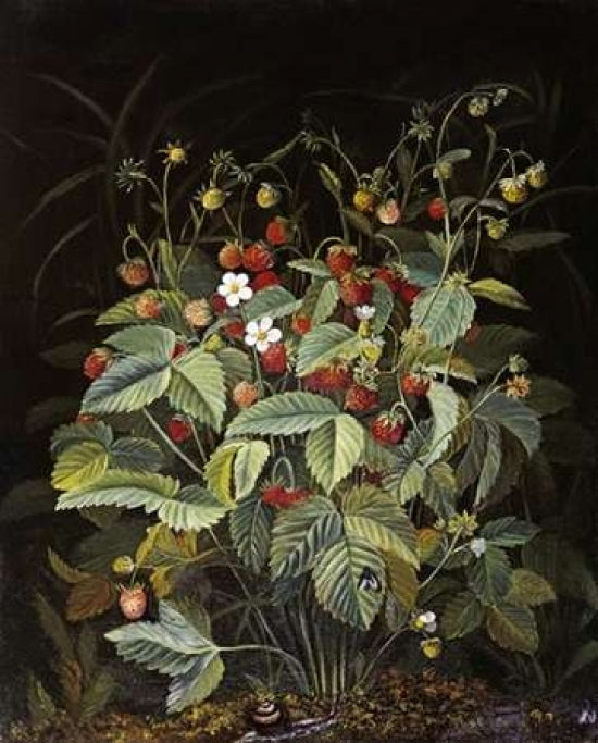 Wild Strawberries Poster Print by Otto Diderich Ottesen-VARPDX268353 Image 1