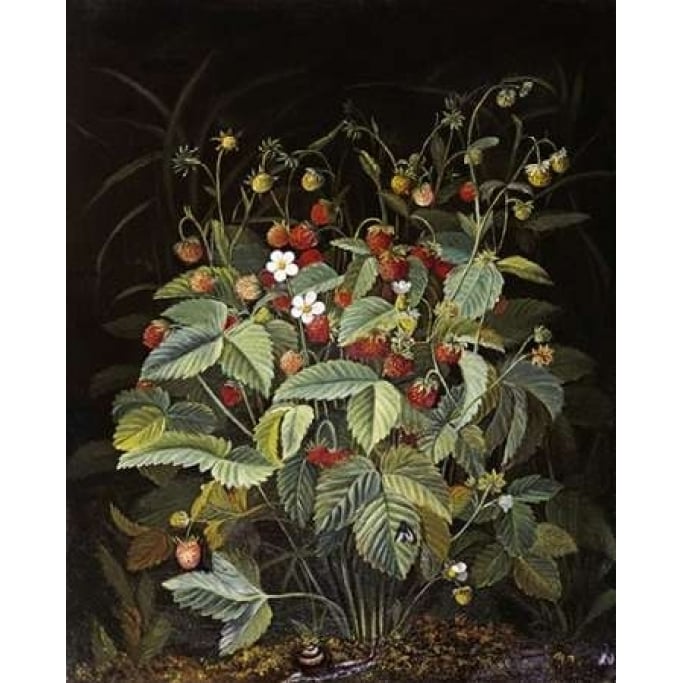 Wild Strawberries Poster Print by Otto Diderich Ottesen-VARPDX268353 Image 2