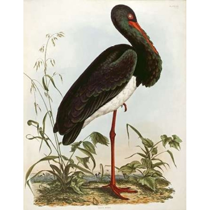 Black Stork Poster Print by John Prideaux Selby-VARPDX268529 Image 1