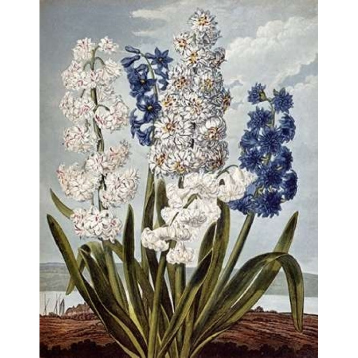 Hyacynths Poster Print by Robert John Thornton-VARPDX268583 Image 2