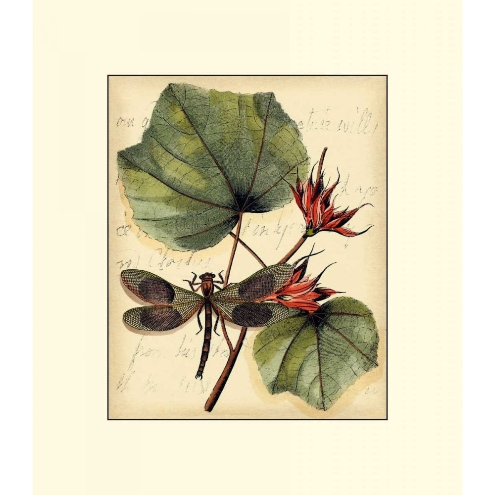 Petite Dragonflies I Poster Print - Studio Vision-VARPDX27040Z Image 1