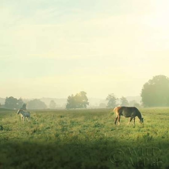 Farm Morning I Square Poster Print by Sue Schlabach-VARPDX27056 Image 2