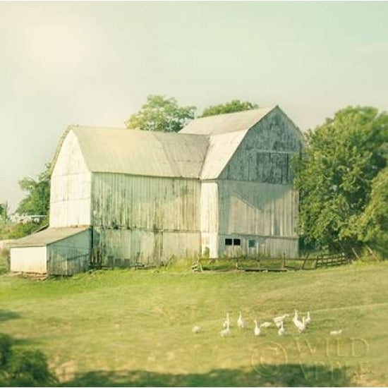 Farm Morning III Square Poster Print by Sue Schlabach-VARPDX27058 Image 1