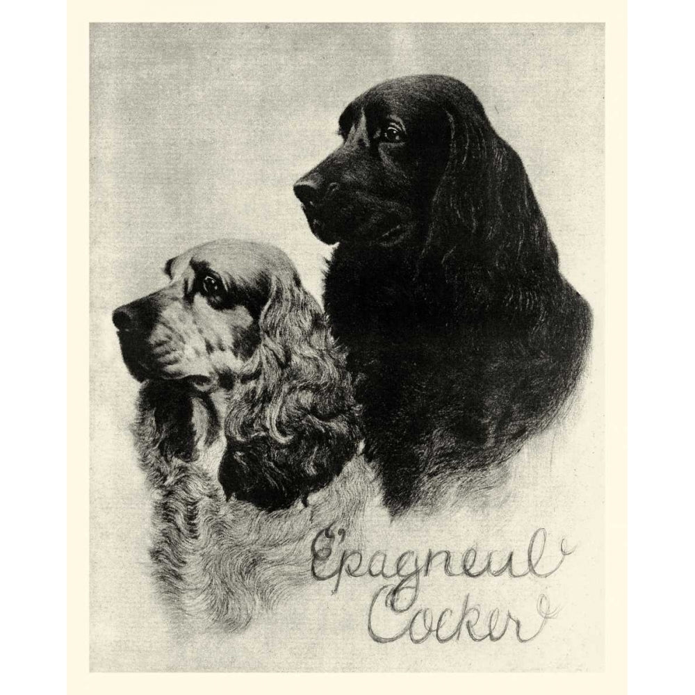 B and W Epagneul Cocker Poster Print - Studio Vision-VARPDX27067Z1 Image 1