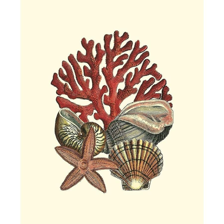 Coral Medley I Poster Print - Studio Vision-VARPDX27271Z Image 1