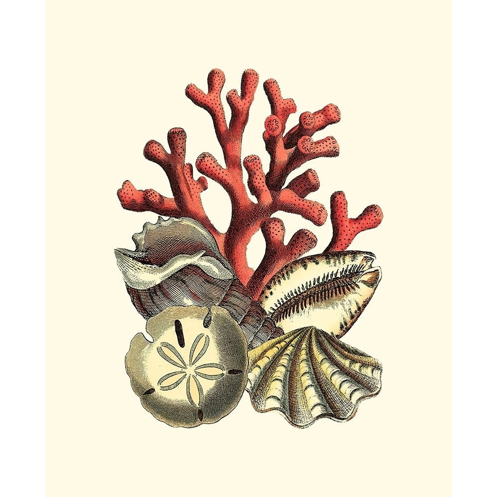 Coral Medley II Poster Print - Studio Vision-VARPDX27272Z Image 1