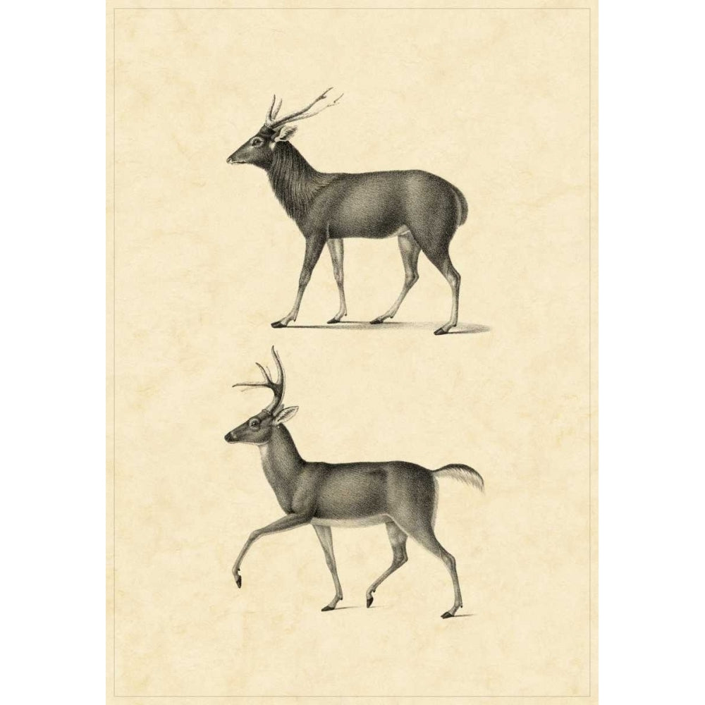 Vintage Deer II Poster Print - Studio Vision-VARPDX27496ZL Image 1