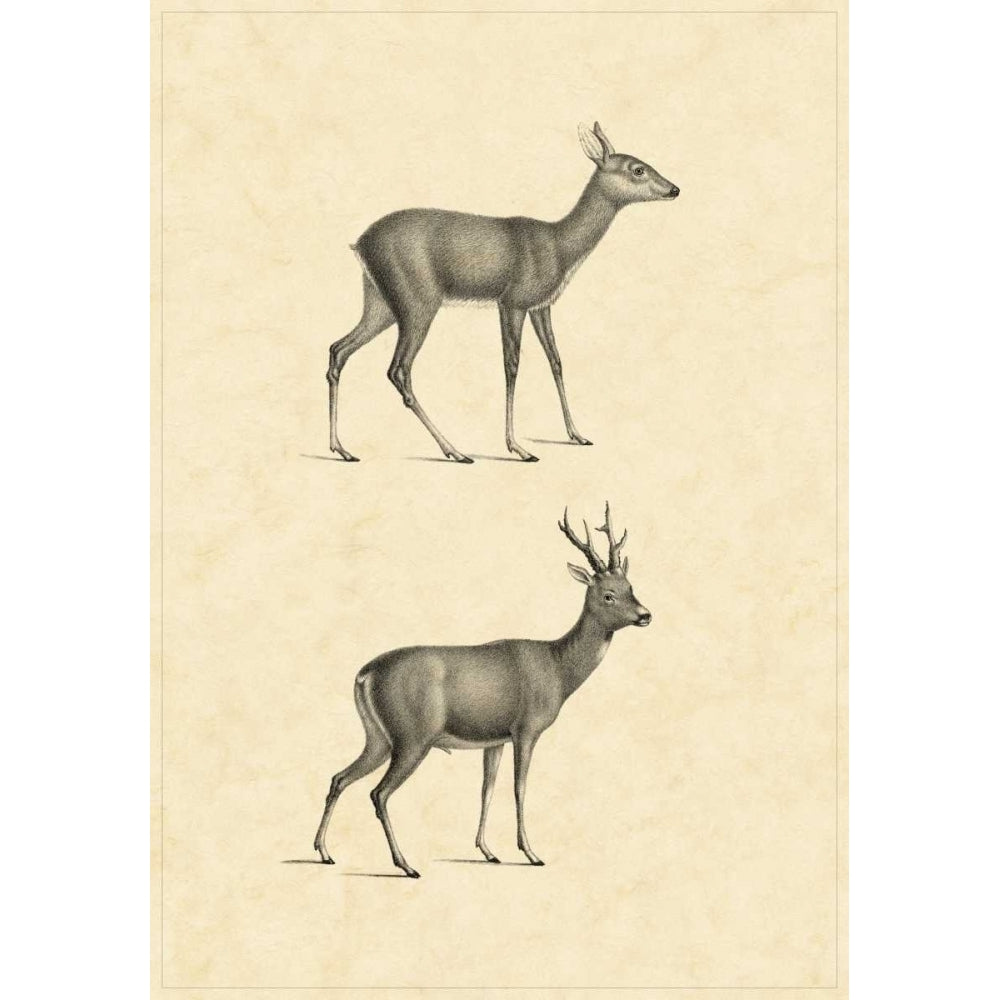 Vintage Deer I Poster Print - Studio Vision-VARPDX27495ZL Image 1