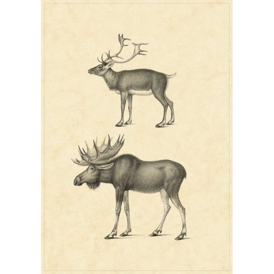 Vintage Elk Poster Print - Studio Vision-VARPDX27498ZL Image 1