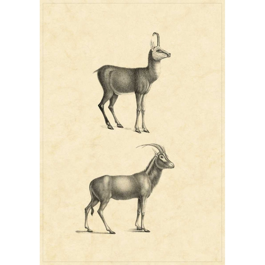 Vintage Antelope Poster Print - Studio Vision-VARPDX27497ZL Image 1