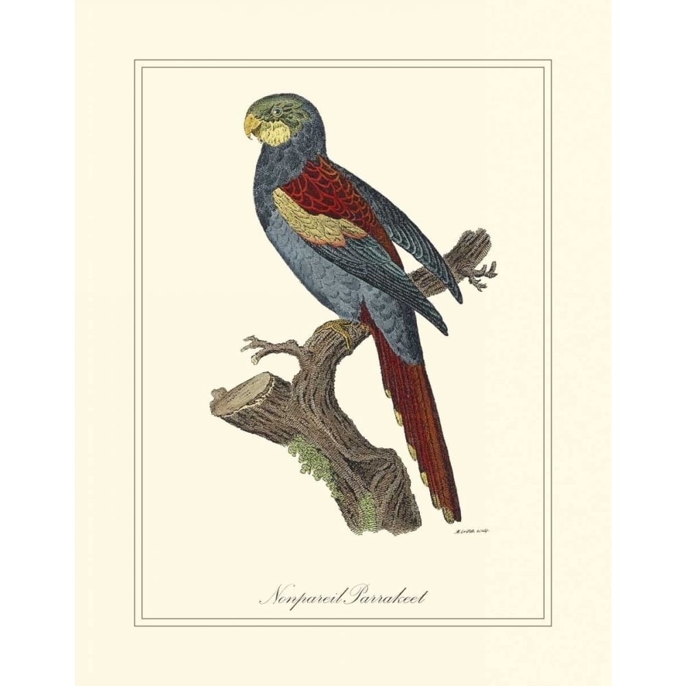 Nonpareil Parrakeet Poster Print - George Edwards-VARPDX27528Z Image 1