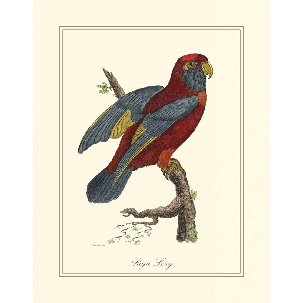 Raja Lory Poster Print - George Edwards-VARPDX27527Z Image 1