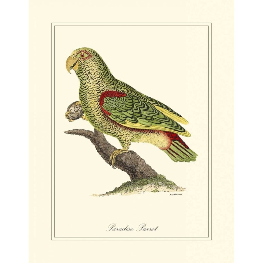 Paradise Parrot Poster Print - George Edwards-VARPDX27530Z Image 1