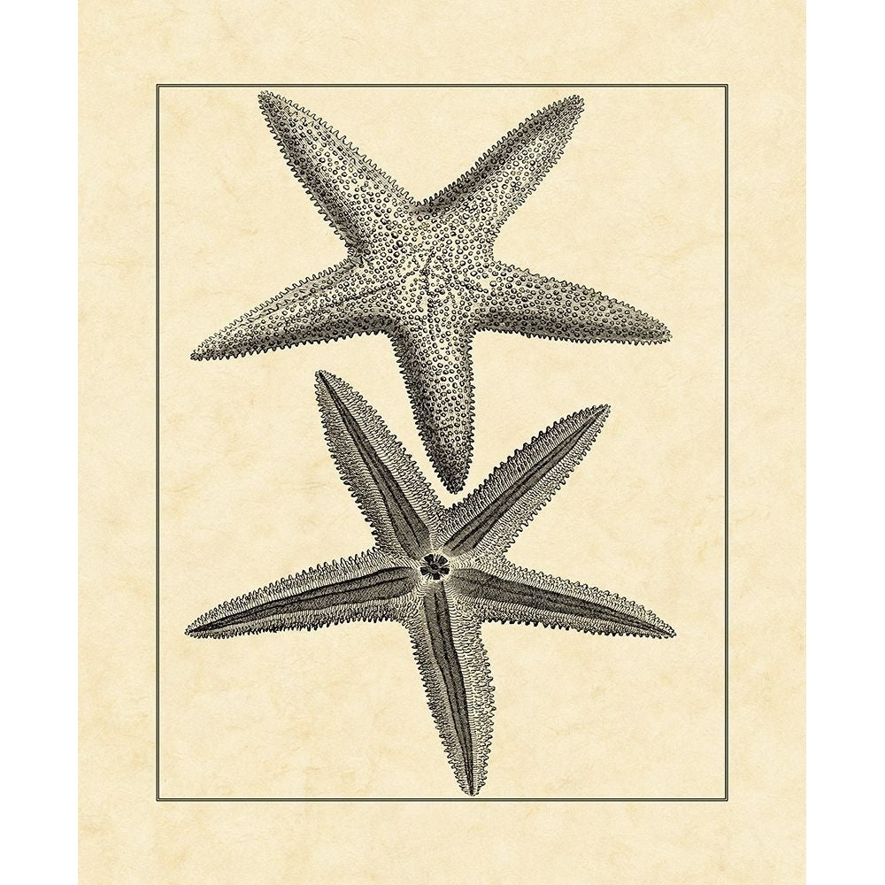 AntiqueandDeckle Vintage Starfish I Poster Print - Studio Vision-VARPDX27638ZL Image 1