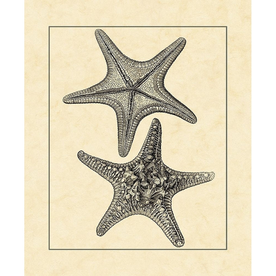 AntiqueandDeckle Vintage Starfish II Poster Print - Studio Vision-VARPDX27639ZL Image 1