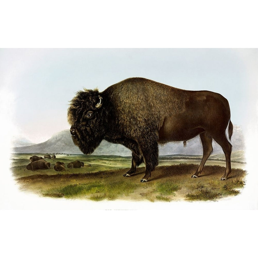 American Bison or Buffalo Poster Print by John James Audubon-VARPDX276579 Image 1