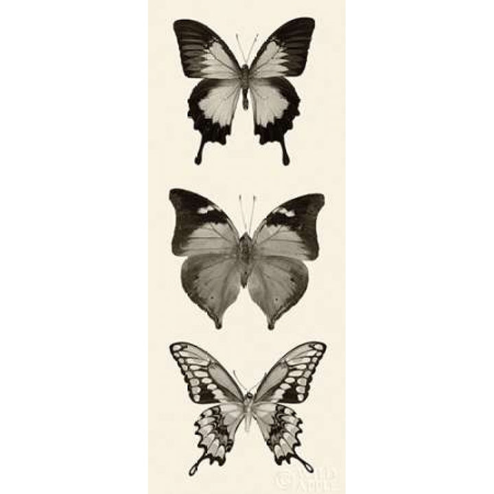 Butterfly BW Panel I Poster Print by Debra Van Swearingen-VARPDX27734 Image 1