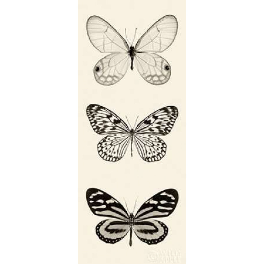 Butterfly BW Panel II Poster Print by Debra Van Swearingen-VARPDX27735 Image 1