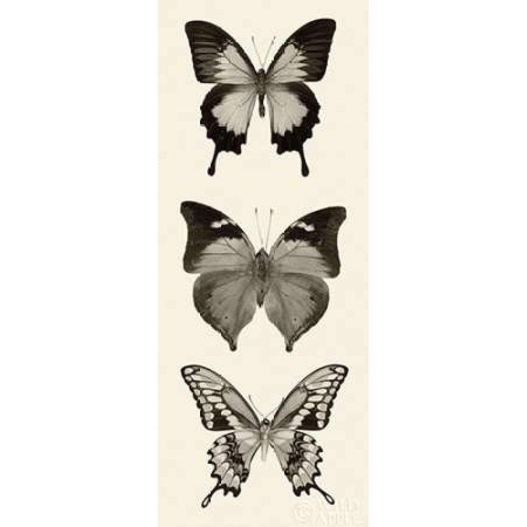 Butterfly BW Panel I Poster Print by Debra Van Swearingen-VARPDX27734 Image 2