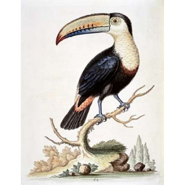 Le Toucan Poster Print by George Edwards-VARPDX277466 Image 2