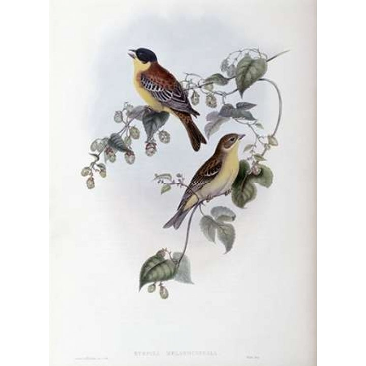 Black Headed Bunting Poster Print by John Glover-VARPDX277740 Image 1