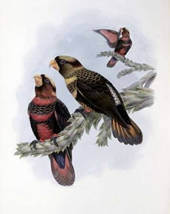 Banded Lory Poster Print by John Glover-VARPDX277735 Image 1