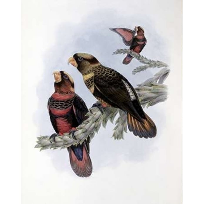 Banded Lory Poster Print by John Glover-VARPDX277735 Image 2