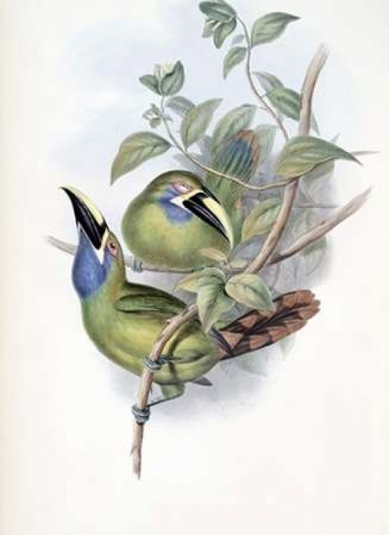 Blue-Throated Groove-Bill - Toucan Poster Print by John Glover-VARPDX277744 Image 1