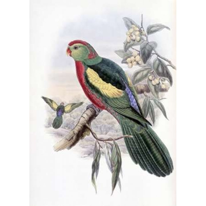 Beautiful King Parrot Poster Print by John Glover-VARPDX277736 Image 1