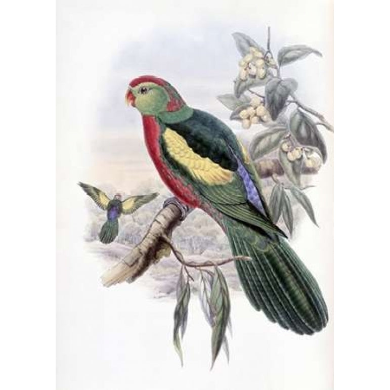 Beautiful King Parrot Poster Print by John Glover-VARPDX277736 Image 2