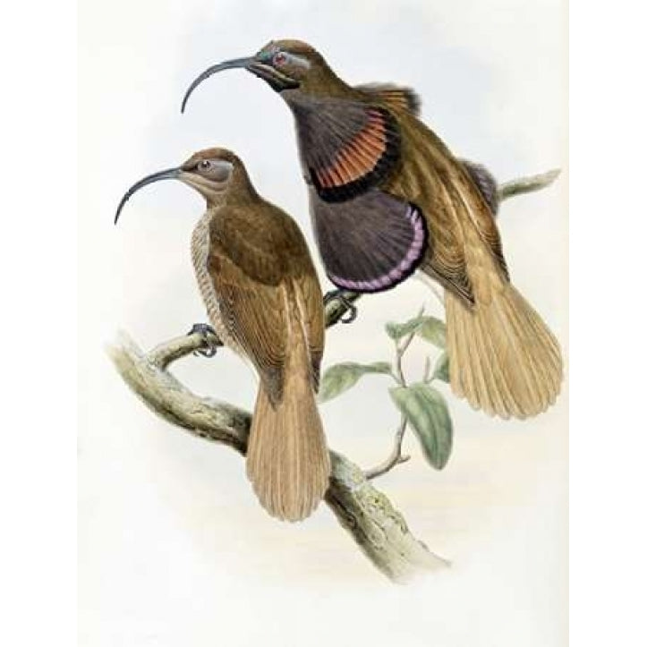 Bennetts Bird of Paradise Poster Print by John Glover-VARPDX277738 Image 1